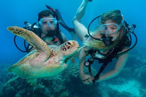 Great Barrier Reef Diving And Snorkeling Cruise From Cairns - Accommodation Newcastle 4