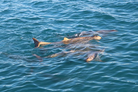 Roebuck Bay Snubfin Dolphin Cruise - Accommodation Newcastle 0