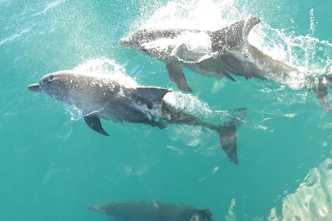 Roebuck Bay Snubfin Dolphin Cruise - Accommodation Newcastle 2
