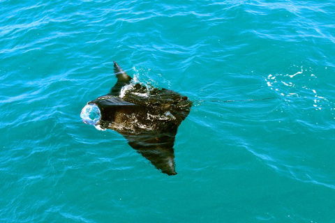 Roebuck Bay Snubfin Dolphin Cruise - Accommodation Newcastle 5