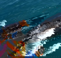 AOC Whale Watching from Broome - Accommodation Newcastle