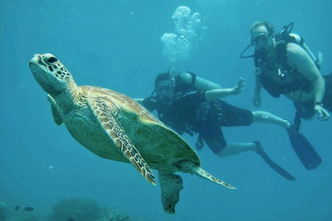 Ocean Freedom Great Barrier Reef Personal Luxury Snorkel & Dive Cruise, Cairns - Accommodation Newcastle 4