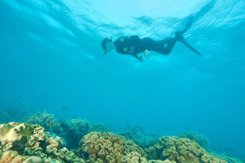 Ocean Freedom Great Barrier Reef Personal Luxury Snorkel & Dive Cruise, Cairns - Accommodation Newcastle 5
