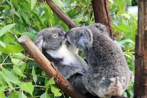 Classic Kuranda By Skyrail And Scenic Railway Including Rainforestation, Koala And Wildlife Park And Pamagirri Aboriginal Experi - Accommodation Newcastle 3
