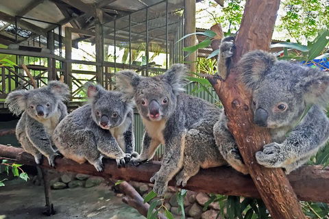 Best Of Kuranda Including Skyrail, Kuranda Scenic Railway And Rainforestation - Accommodation Newcastle 4