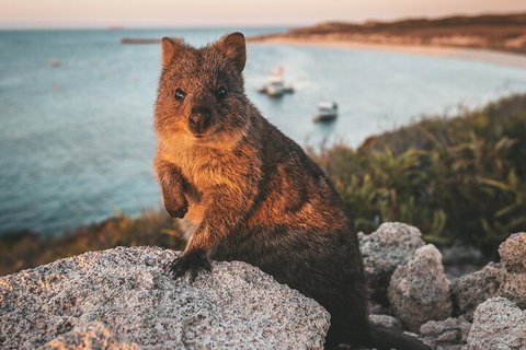Rottnest Island Roundtrip Fast Ferry From Hillarys Boat Harbour - Accommodation Newcastle 5