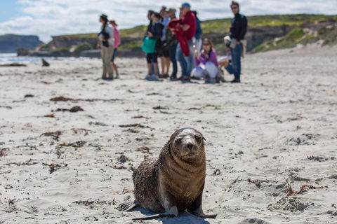 Kangaroo Island In A Day Tour From Adelaide - Accommodation Newcastle 0