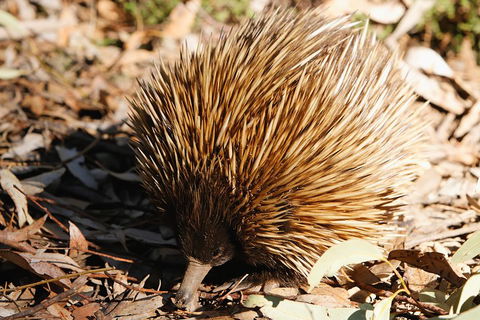 Kangaroo Island In A Day Tour From Adelaide - Accommodation Newcastle 2