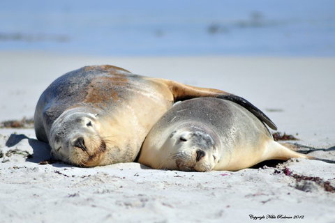 NEW TOUR - Kangaroo Island Road To Recovery Tour (1 Day/1 Night) - Accommodation Newcastle 1