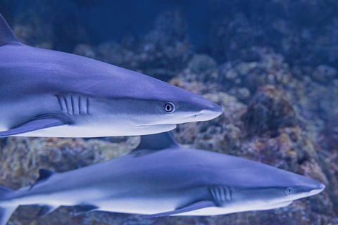Cairns Aquarium Dive With The Sharks - Accommodation Newcastle 1