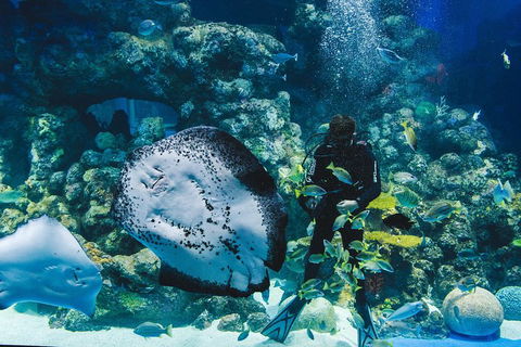 Cairns Aquarium Dive With The Sharks - Accommodation Newcastle 2