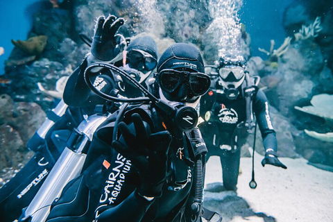 Cairns Aquarium Dive With The Sharks - Accommodation Newcastle 3