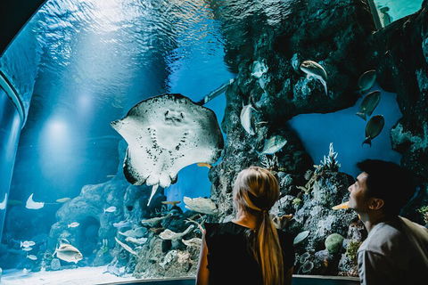 Cairns Aquarium Dive With The Sharks - Accommodation Newcastle 4