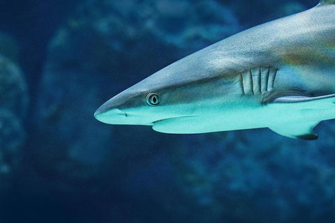 Cairns Aquarium Dive With The Sharks - Accommodation Newcastle 5