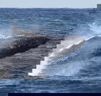 Whale Watching by Sea World Cruises - Accommodation Newcastle