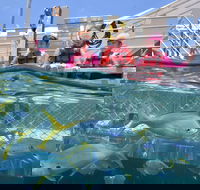 Outer Reef Pontoon Experience from Cairns - Accommodation Newcastle