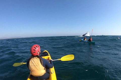 Kayaking With Dolphins In Byron Bay Guided Tour - Accommodation Newcastle 3