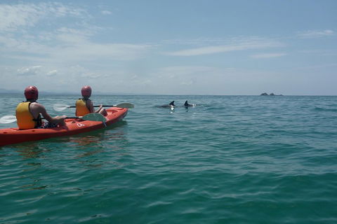 Kayaking With Dolphins In Byron Bay Guided Tour - Accommodation Newcastle 4