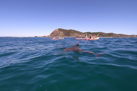 Kayaking With Dolphins In Byron Bay Guided Tour - Accommodation Newcastle 5