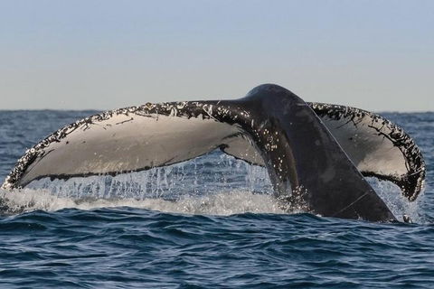 Sydney Whale-Watching Cruise Including Lunch Or Breakfast - Accommodation Newcastle 0