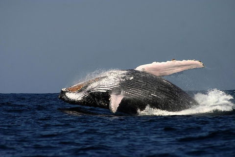 Sydney Whale-Watching Cruise Including Lunch Or Breakfast - Accommodation Newcastle 1
