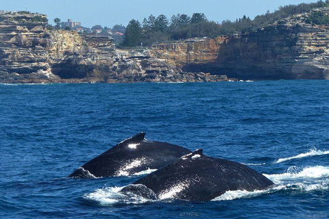 Sydney Whale-Watching Cruise Including Lunch Or Breakfast - Accommodation Newcastle 2
