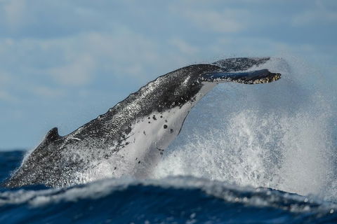 Sydney Whale-Watching Cruise Including Lunch Or Breakfast - Accommodation Newcastle 4