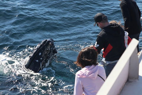 Sydney Whale-Watching Cruise Including Lunch Or Breakfast - Accommodation Newcastle 5