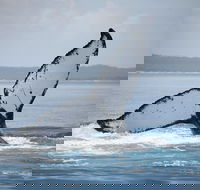Hervey Bay Whale Watching Cruise - Accommodation Newcastle