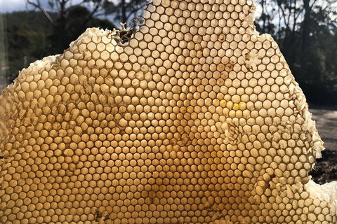 Bruny Island Day Tour, Includes Lunch And Exclusive Lighthouse Tour - Accommodation Newcastle 1