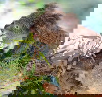 Blue Mountains Private Tour with Kangaroos  Koala Encounter - Accommodation Newcastle