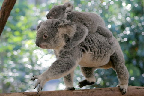 Lone Pine Koala Sanctuary Admission With Brisbane River Cruise - Accommodation Newcastle 0