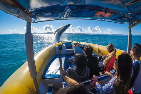 Ocean Rafting Tour To Whitehaven Beach, Hill Inlet Lookout & Top Snorkel Spots - Accommodation Newcastle 4