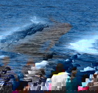 Tangalooma Island Resort Whale Watching Day Cruise - Accommodation Newcastle