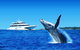Tangalooma Island Resort Whale Watching Day Cruise - thumb 1