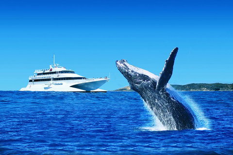 Tangalooma Island Resort Whale Watching Day Cruise - Accommodation Newcastle 1
