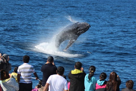 Tangalooma Island Resort Whale Watching Day Cruise With Dolphin Viewing - Accommodation Newcastle 1