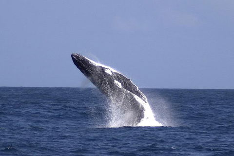 Tangalooma Island Resort Whale Watching Day Cruise With Dolphin Viewing - Accommodation Newcastle 4