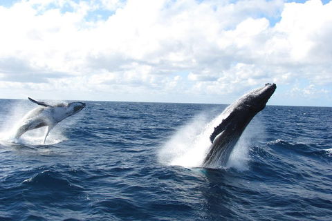 Tangalooma Island Resort Whale Watching Day Cruise With Dolphin Feeding - Accommodation Newcastle 1