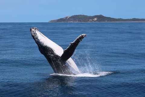 Tangalooma Island Resort Whale Watching Day Cruise With Dolphin Feeding - Accommodation Newcastle 3