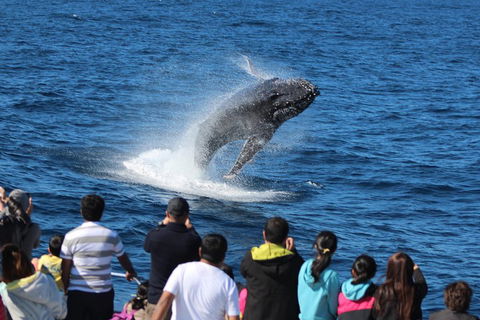 Tangalooma Island Resort Whale Watching Day Cruise With Dolphin Feeding - Accommodation Newcastle 5