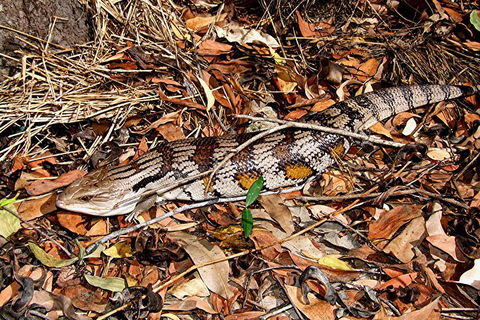 Hartley's Crocodile Adventures General Entry Ticket - Accommodation Newcastle 5