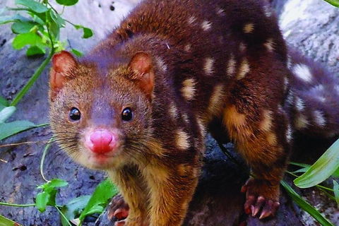 Hartley's Crocodile Adventures Breakfast With The Koalas - Accommodation Newcastle 2