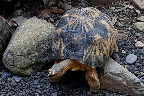 Hartley's Crocodile Adventures Breakfast With The Koalas - Accommodation Newcastle 4