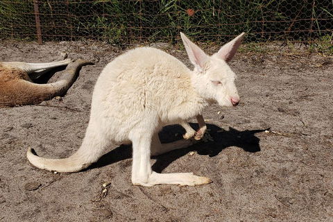 Very Best Of Perth Tour - Wildlife Park & City Highlights Tour - Accommodation Newcastle 3