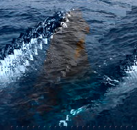 Phillip Island Whale Watching Tour - Accommodation Newcastle