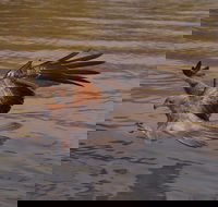 Litchfield and Jumping Crocodiles Full Day Trip from Darwin - Accommodation Newcastle