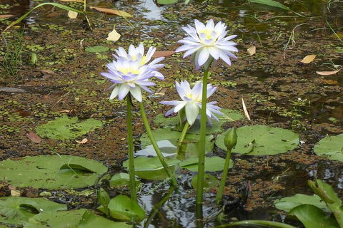 Yellow Water Cruise - Kakadu - Accommodation Newcastle 0