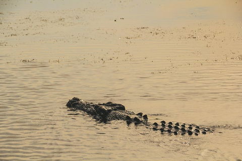 Yellow Water Cruise - Kakadu - Accommodation Newcastle 2