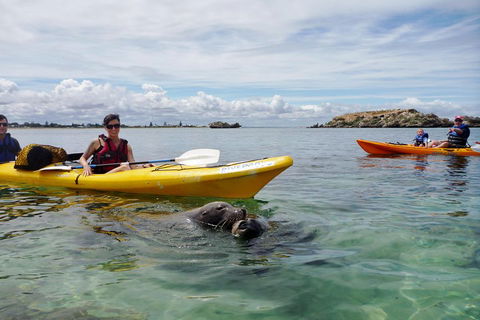 Seal Island And Penguin Island Or Point Peron Sea Kayak Tour - Accommodation Newcastle 0